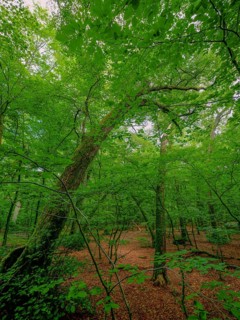 Trees in the Colbitz Linden Forest in the Colbitz-Letzlinger Heide, Colbitz, Saxony-Anhalt,