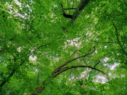 Trees in the Colbitz Linden Forest in the Colbitz-Letzlinger Heide, Colbitz, Saxony-Anhalt,