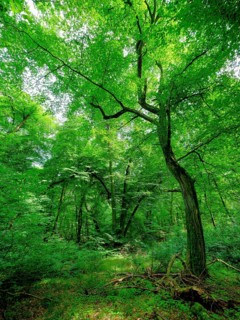 Trees in the Colbitz Linden Forest in the Colbitz-Letzlinger Heide, Colbitz, Saxony-Anhalt,