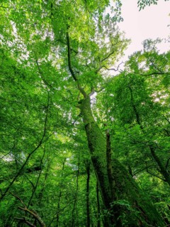 Trees in the Colbitz Linden Forest in the Colbitz-Letzlinger Heide, Colbitz, Saxony-Anhalt,