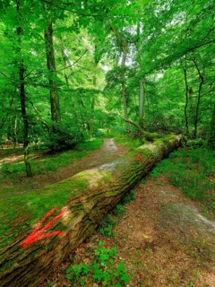 Red arrows on a lying tree trunk as a signpost for hikers in the Colbitz Linden Forest in the