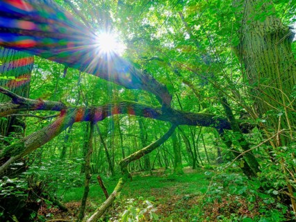 The sun shines in spectral colours between trees in the Colbitzer Lindenwald in the