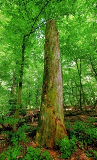 Trees in the Colbitz Linden Forest in the Colbitz-Letzlinger Heide, Colbitz, Saxony-Anhalt,