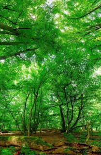 Trees in the Colbitz Linden Forest in the Colbitz-Letzlinger Heide, Colbitz, Saxony-Anhalt,