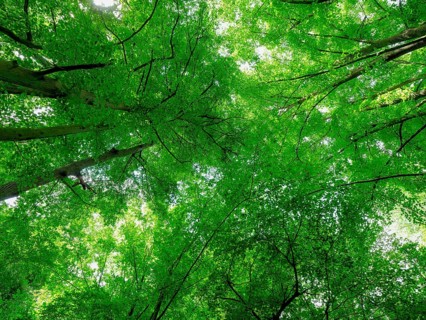 Trees in the Colbitz Linden Forest in the Colbitz-Letzlinger Heide, Colbitz, Saxony-Anhalt,