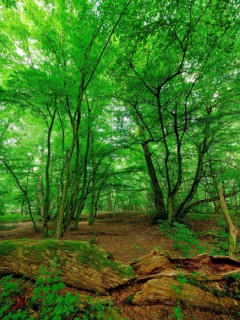 Trees in the Colbitz Linden Forest in the Colbitz-Letzlinger Heide, Colbitz, Saxony-Anhalt,