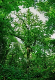 Trees in the Colbitz Linden Forest in the Colbitz-Letzlinger Heide, Colbitz, Saxony-Anhalt,