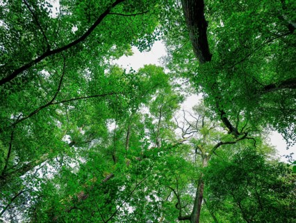 Trees in the Colbitz Linden Forest in the Colbitz-Letzlinger Heide, Colbitz, Saxony-Anhalt,