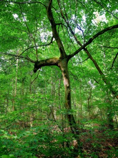 Trees in the Colbitz Linden Forest in the Colbitz-Letzlinger Heide, Colbitz, Saxony-Anhalt,