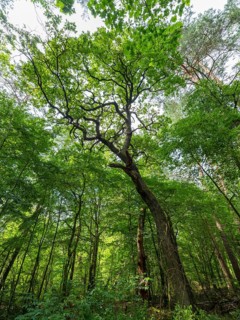 Trees in the Colbitz Linden Forest in the Colbitz-Letzlinger Heide, Colbitz, Saxony-Anhalt,