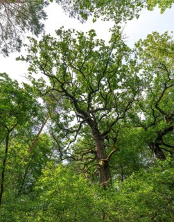 Trees in the Colbitz Linden Forest in the Colbitz-Letzlinger Heide, Colbitz, Saxony-Anhalt,