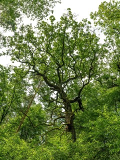 Trees in the Colbitz Linden Forest in the Colbitz-Letzlinger Heide, Colbitz, Saxony-Anhalt,