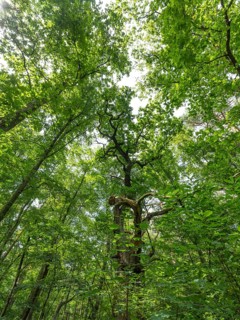 Trees in the Colbitz Linden Forest in the Colbitz-Letzlinger Heide, Colbitz, Saxony-Anhalt,