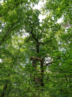 Trees in the Colbitz Linden Forest in the Colbitz-Letzlinger Heide, Colbitz, Saxony-Anhalt,