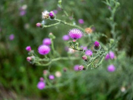 Flowering thistle (Cirsium sp.) at Lake Jersleben, Jersleben, Saxony-Anhalt, Germany, Europe