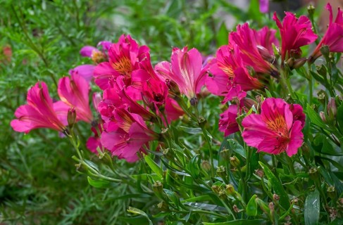 Peruvian lilies (Alstroemeria), North Rhine-Westphalia, Germany, Europe