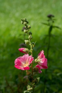 Common hollyhock (Alcea), North Rhine-Westphalia, Germany, Europe