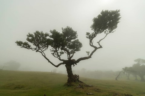 Tree in Fanal Enchanted Forest in Fog. Madeira, Portugal, Europe