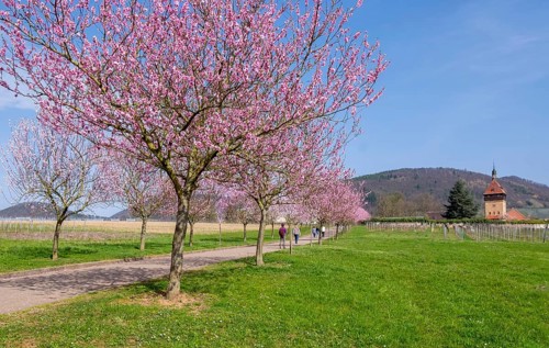 Almond tree (Prunus dulcis), Siebeldingen, German Wine Route, also Southern Wine Route, Southern