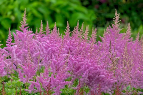 Astilbe, North Rhine-Westphalia, Germany, Europe