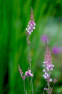 Garden linaria (linaria purpurea), North Rhine-Westphalia, Germany, Europe
