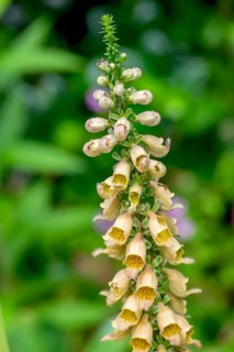 Rusty foxglove (Digitalis ferruginea), North Rhine-Westphalia, Germany, Europe