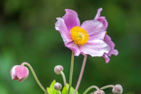 Chinese anemone (Anemone hupehensis), North Rhine-Westphalia, Germany, Europe