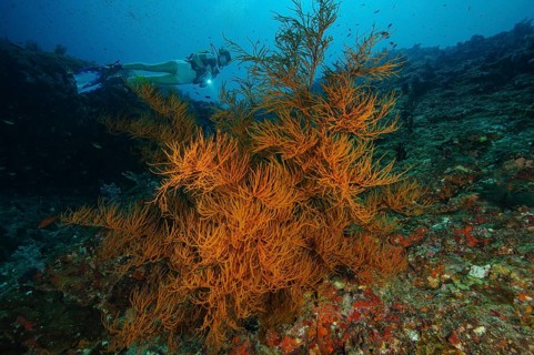 Black coral (Antipathes dichotoma) horn coral, in the background diver with underwater lamp at dive