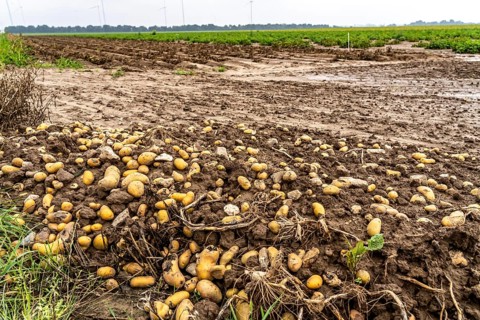 Potato field near Bedburg, flooded after heavy rainfall, many potato ridges drowned and the plants