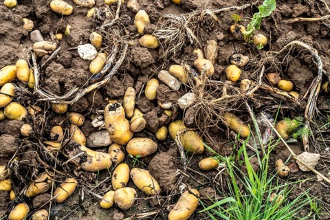 Potato field near Bedburg, flooded after heavy rainfall, many potato ridges drowned and the plants