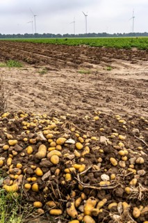 Potato field near Bedburg, flooded after heavy rainfall, many potato ridges drowned and the plants