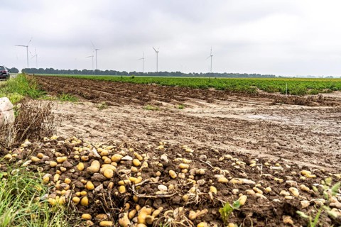 Potato field near Bedburg, flooded after heavy rainfall, many potato ridges drowned and the plants