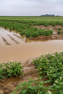 Potato field near Bedburg, flooded after heavy rainfall, many potato ridges drowned and the plants