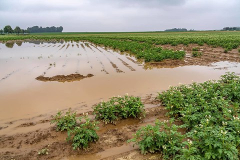 Potato field near Bedburg, flooded after heavy rainfall, many potato ridges drowned and the plants