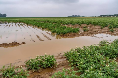 Potato field near Bedburg, flooded after heavy rainfall, many potato ridges drowned and the plants