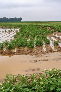 Potato field near Bedburg, flooded after heavy rainfall, many potato ridges drowned and the plants