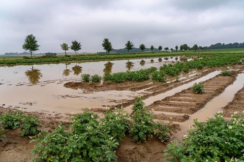 Potato field near Bedburg, flooded after heavy rainfall, many potato ridges drowned and the plants