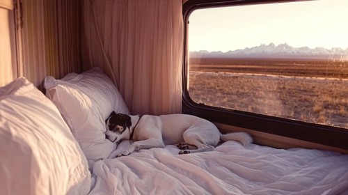 Dog resting on a bed in a van at sunset, with a desert landscape visible through the windows, AI