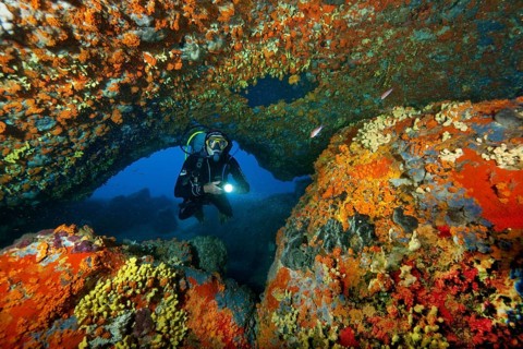 Diver dives through underwater cave natural rock arch illuminated colourful sponges (Porifera) in