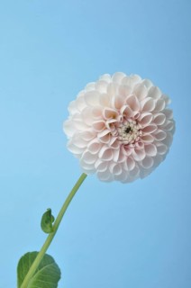 Dahlia pompom on blue background