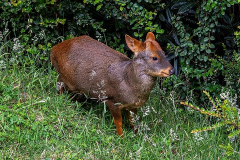 Southern pudu (P. puda), Parque Tepuhueico, Chiloe, Chile, South America