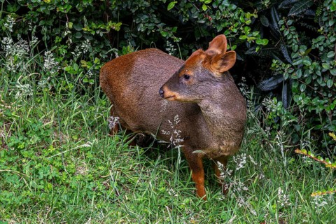 Southern pudu (P. puda), Parque Tepuhueico, Chiloe, Chile, South America