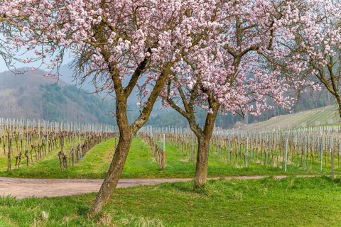 Almond tree (Prunus dulcis), spring in the Southern Palatinate, Palatinate, Rhineland-Palatinate,