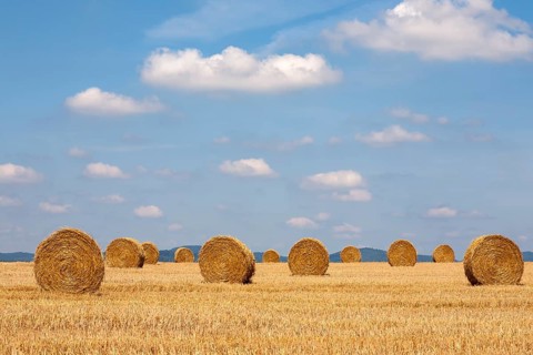 Straw bales on a stubble field, Viehstrich, Southern Palatinate, Palatinate, Rhineland-Palatinate,