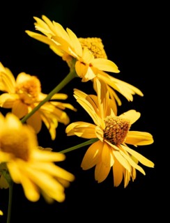 Flowers of the heliopsis in sunlight against a black background, Neunkirchen, Lower Austria,