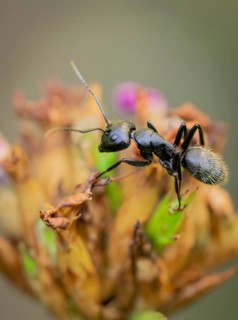 Macro photograph of an ant (Formicidae) on a fading plant, Neunkirchen, Lower Austria, Austria,