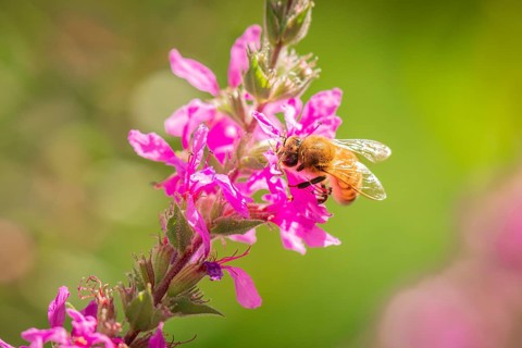 Bee (Apis) collecting nectar from pink flowers of Purple loosestrife (Lythrum salicaria) in