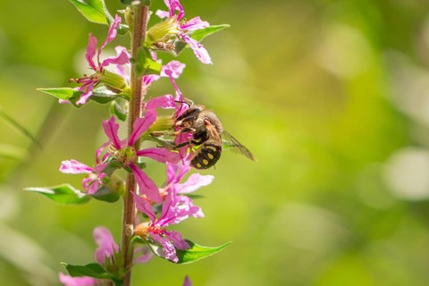 Bee (Apis) collecting nectar from pink flowers of Purple loosestrife (Lythrum salicaria) in