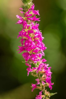 Close-up, inflorescence of Purple loosestrife (Lythrum salicaria) in sunlight, Neunkirchen, Lower