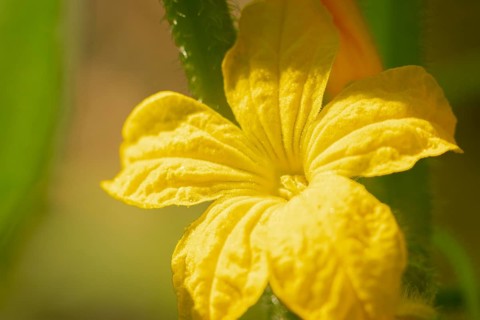 Close-up of a yellow cucumber flower (Cucumis sativus) in sunlight, Neunkirchen, Lower Austria,
